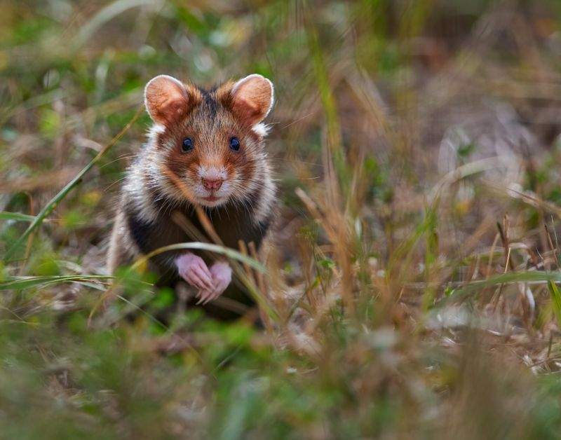 春に向けたハムスターの飼育環境チェックポイント
