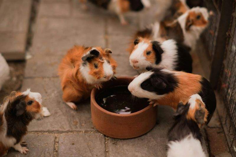 相性を考慮した多頭飼育相談