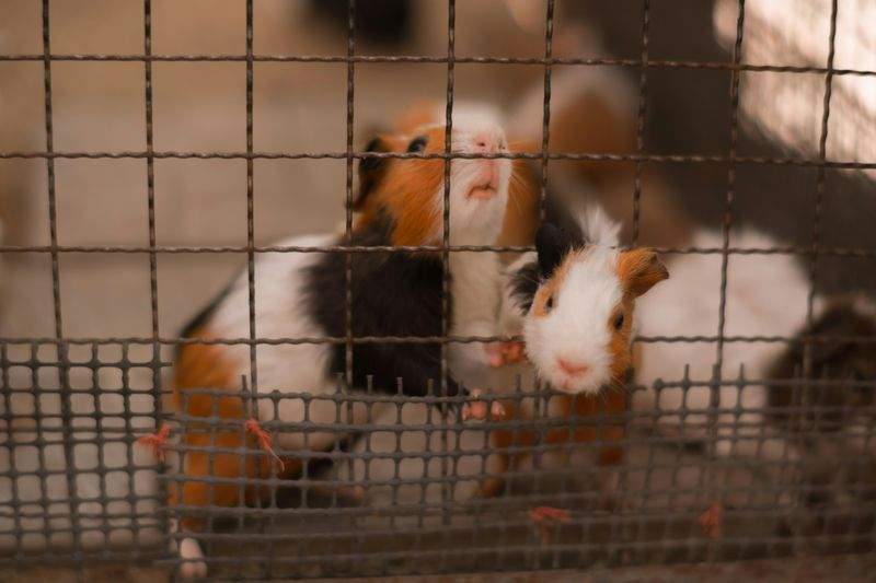 季節ごとの飼育環境見直しサポート
